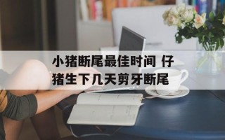 小猪断尾最佳时间 仔猪生下几天剪牙断尾