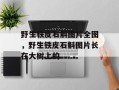野生铁皮石斛图片全图，野生铁皮石斛图片长在大树上的