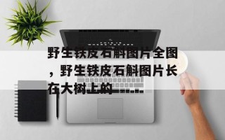 野生铁皮石斛图片全图，野生铁皮石斛图片长在大树上的