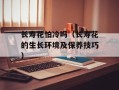 长寿花怕冷吗（长寿花的生长环境及保养技巧）