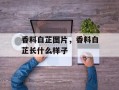 香料白芷图片，香料白芷长什么样子