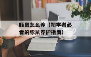 豚鼠怎么养（初学者必看的豚鼠养护指南）