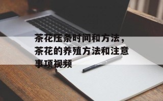 茶花压条时间和方法，茶花的养殖方法和注意事项视频