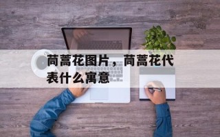 茼蒿花图片，茼蒿花代表什么寓意