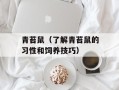 青苔鼠（了解青苔鼠的习性和饲养技巧）