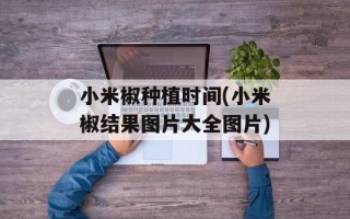 小米椒种植时间(小米椒结果图片大全图片)