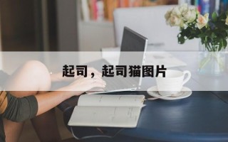 起司，起司猫图片