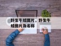 野生牛蛙图片，野生牛蛙图片及名称