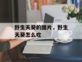 野生天葵的图片，野生天葵怎么吃