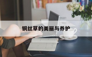 铜丝草的美丽与养护