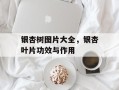 银杏树图片大全，银杏叶片功效与作用