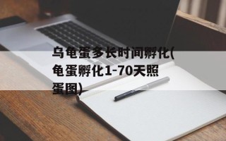 乌龟蛋多长时间孵化(龟蛋孵化1-70天照蛋图)