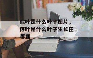 粽叶是什么叶子图片，粽叶是什么叶子生长在哪里