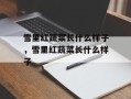 雪里红蔬菜长什么样子，雪里红蔬菜长什么样子