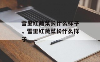 雪里红蔬菜长什么样子，雪里红蔬菜长什么样子