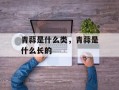 青蒜是什么类，青蒜是什么长的