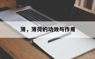 薄，薄荷的功效与作用
