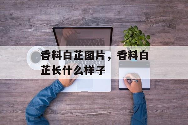 香料白芷图片，香料白芷长什么样子-第1张图片-