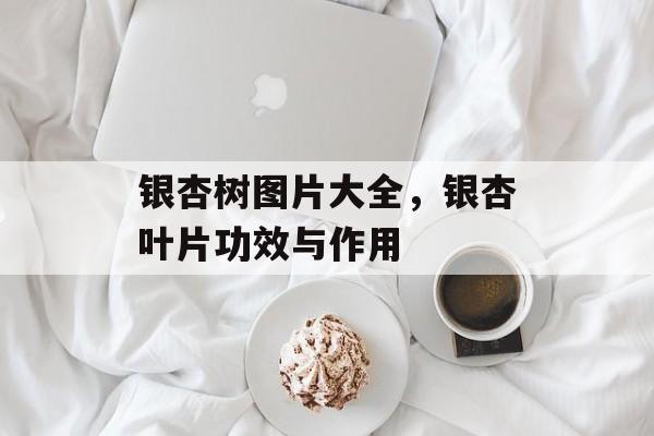 银杏树图片大全，银杏叶片功效与作用-第1张图片-