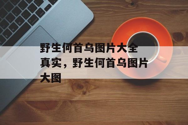野生何首乌图片大全 真实，野生何首乌图片大图-第1张图片-