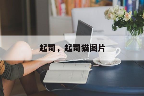 起司，起司猫图片-第1张图片-