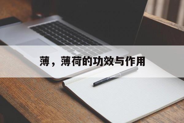 薄，薄荷的功效与作用-第1张图片-