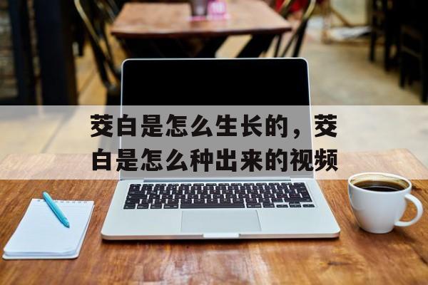 茭白是怎么生长的，茭白是怎么种出来的视频-第1张图片-