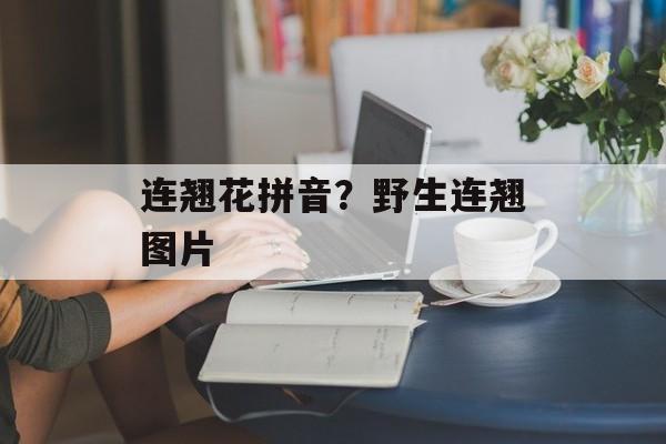 连翘花拼音？野生连翘图片-第1张图片-