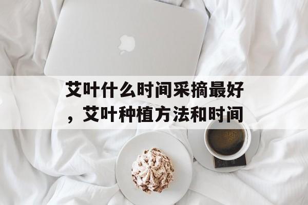 艾叶什么时间采摘最好，艾叶种植方法和时间-第1张图片-